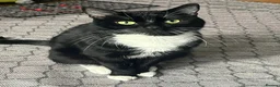 Domestic Shorthair cats for adoption: Ronnie, gentle 2 year old male - Advert 1