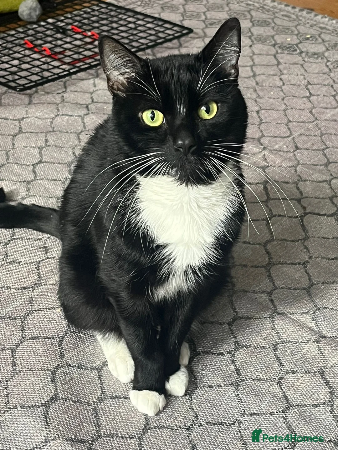 Domestic Shorthair cats for adoption: Ronnie, gentle 2 year old male - Advert 1