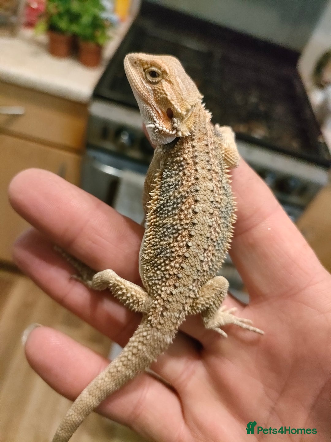 Bearded Dragon reptiles for sale: Baby bearded dragons for sale - Image 6