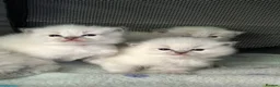 Ragdoll cats for sale: Lynx fluffballs❤️ - Advert 3