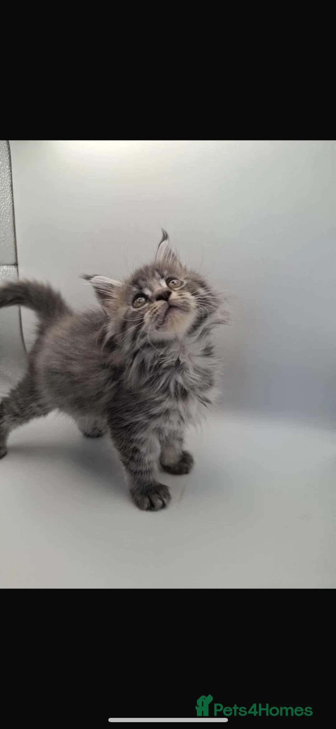 Maine Coon cats for sale: TICA ACTIVE female Maine coon  - Advert 3