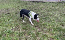 Border Collie dogs for sale: Cooper and Juno - Image 14