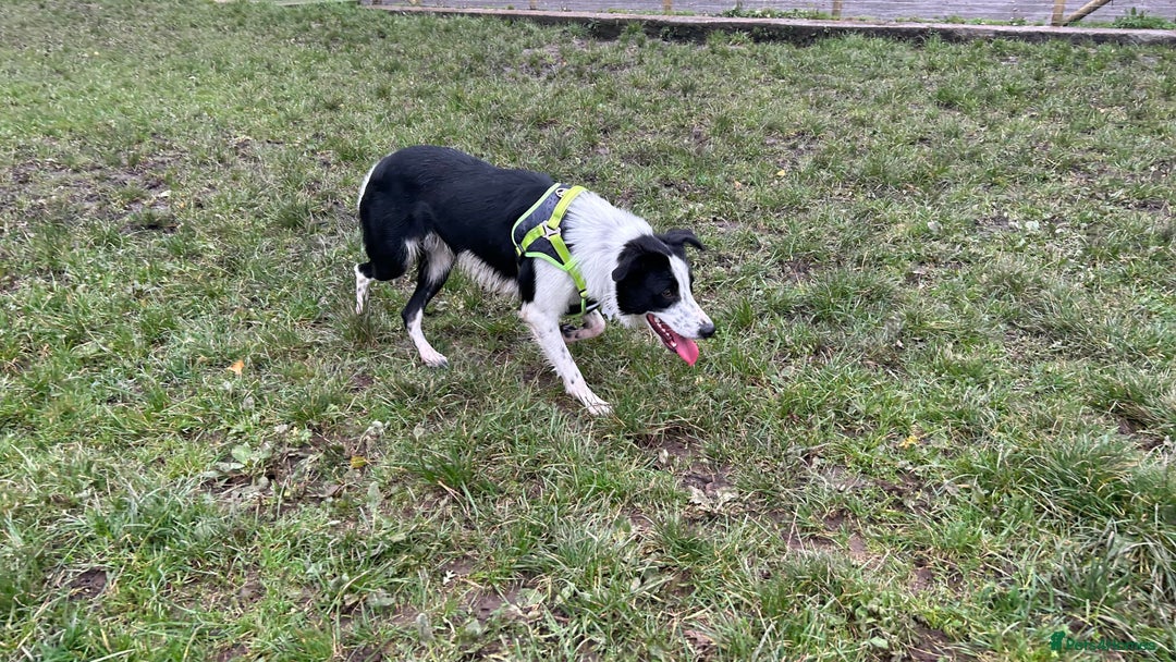 Border Collie dogs for sale: Cooper and Juno - Image 14