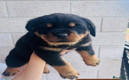 Rottweiler dogs for sale: Purebred Rottweiler Puppies - Image 1