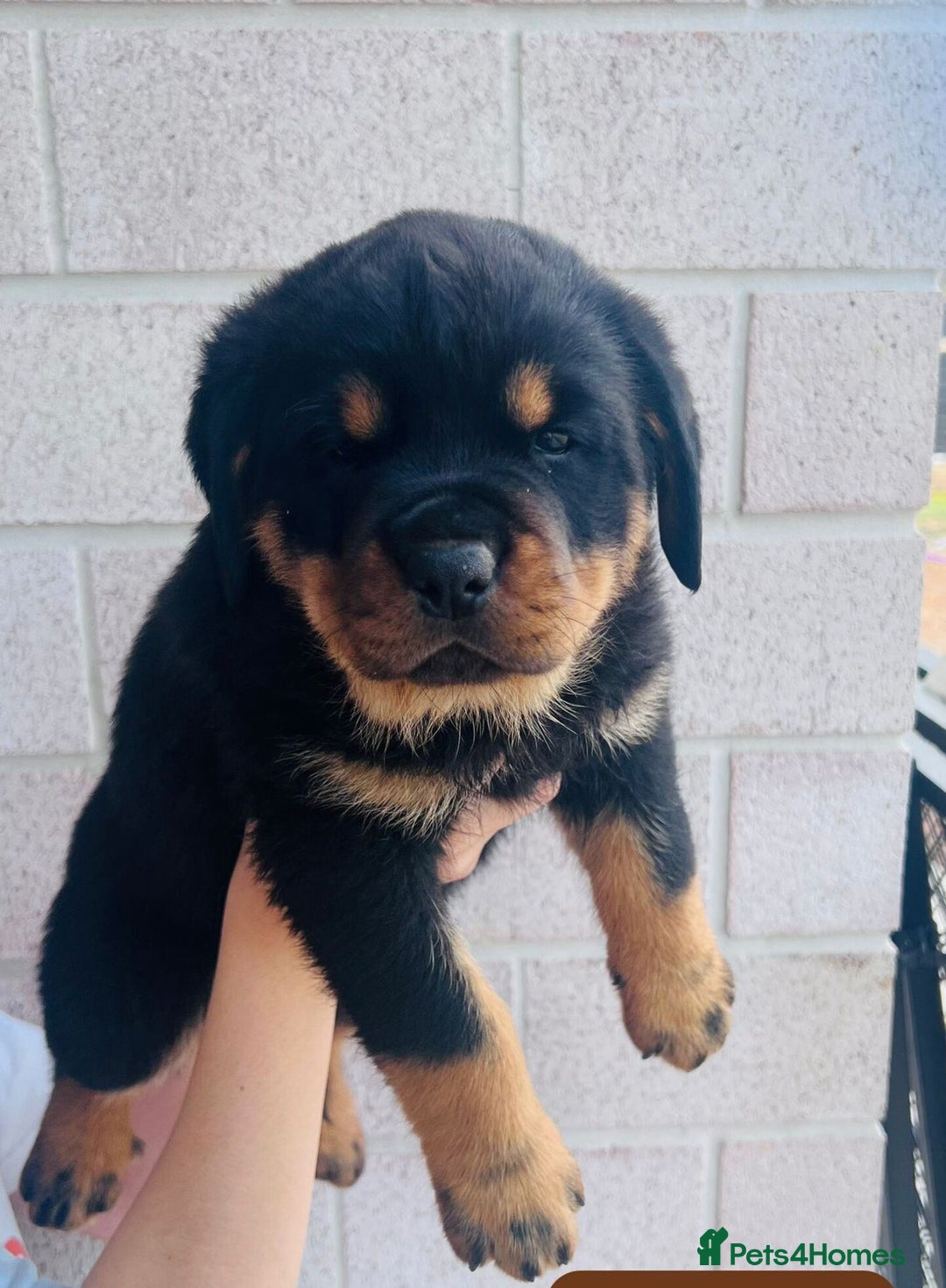 Rottweiler dogs for sale: Purebred Rottweiler Puppies - Image 1