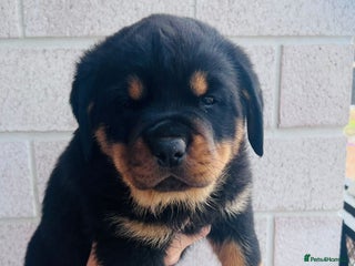 Rottweiler dogs - Advert 1