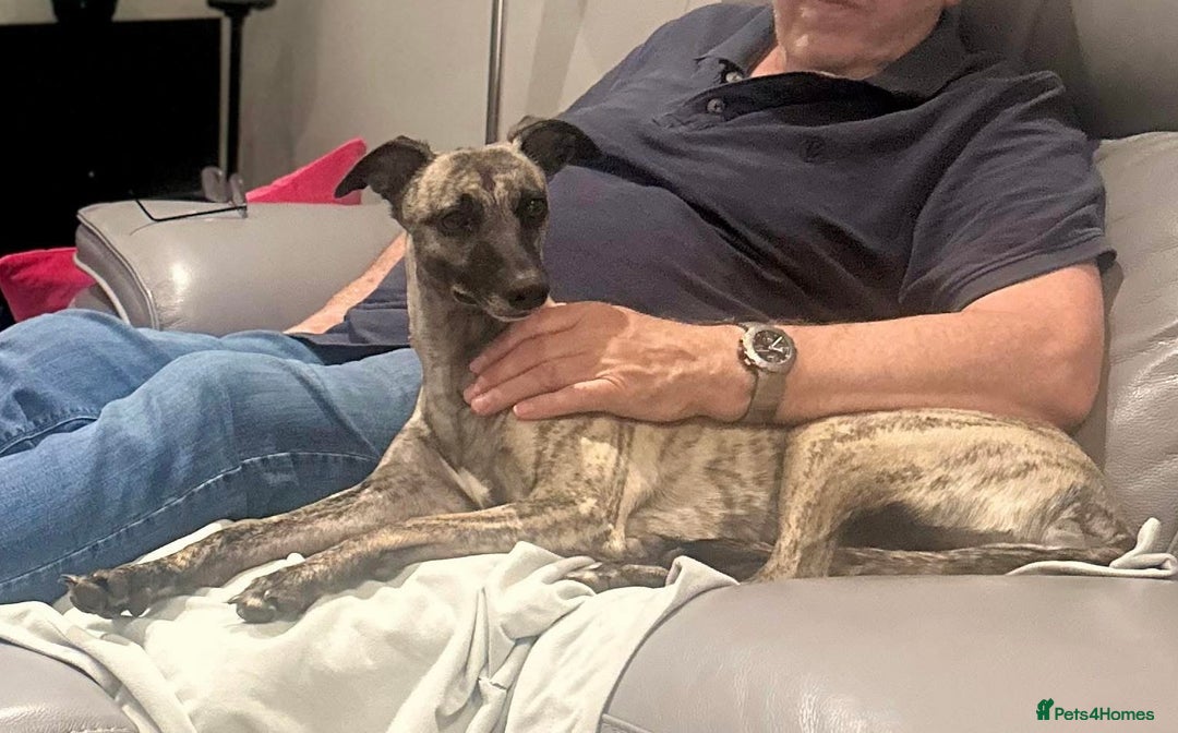 Whippet dogs for sale: Beautiful whippet dog puppies - Image 8