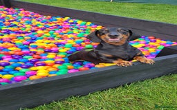 Dachshund dogs for sale: Dachshund boy - Image 2