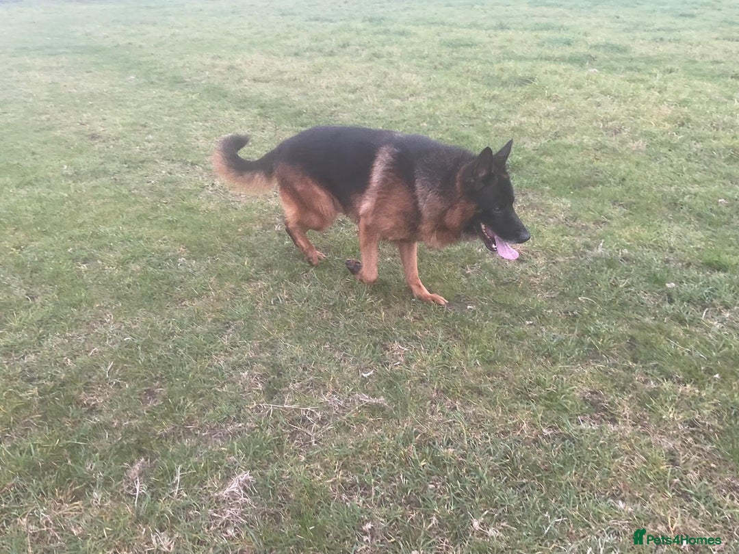 German Shepherd dogs for sale: 2 outstanding Males  - Advert 10