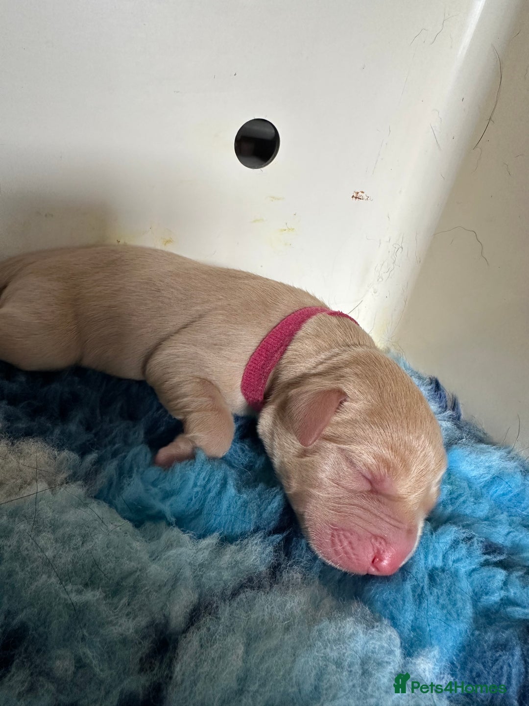 Labrador Retriever dogs for sale: Family bred Labradors ready October 28th  - Image 15