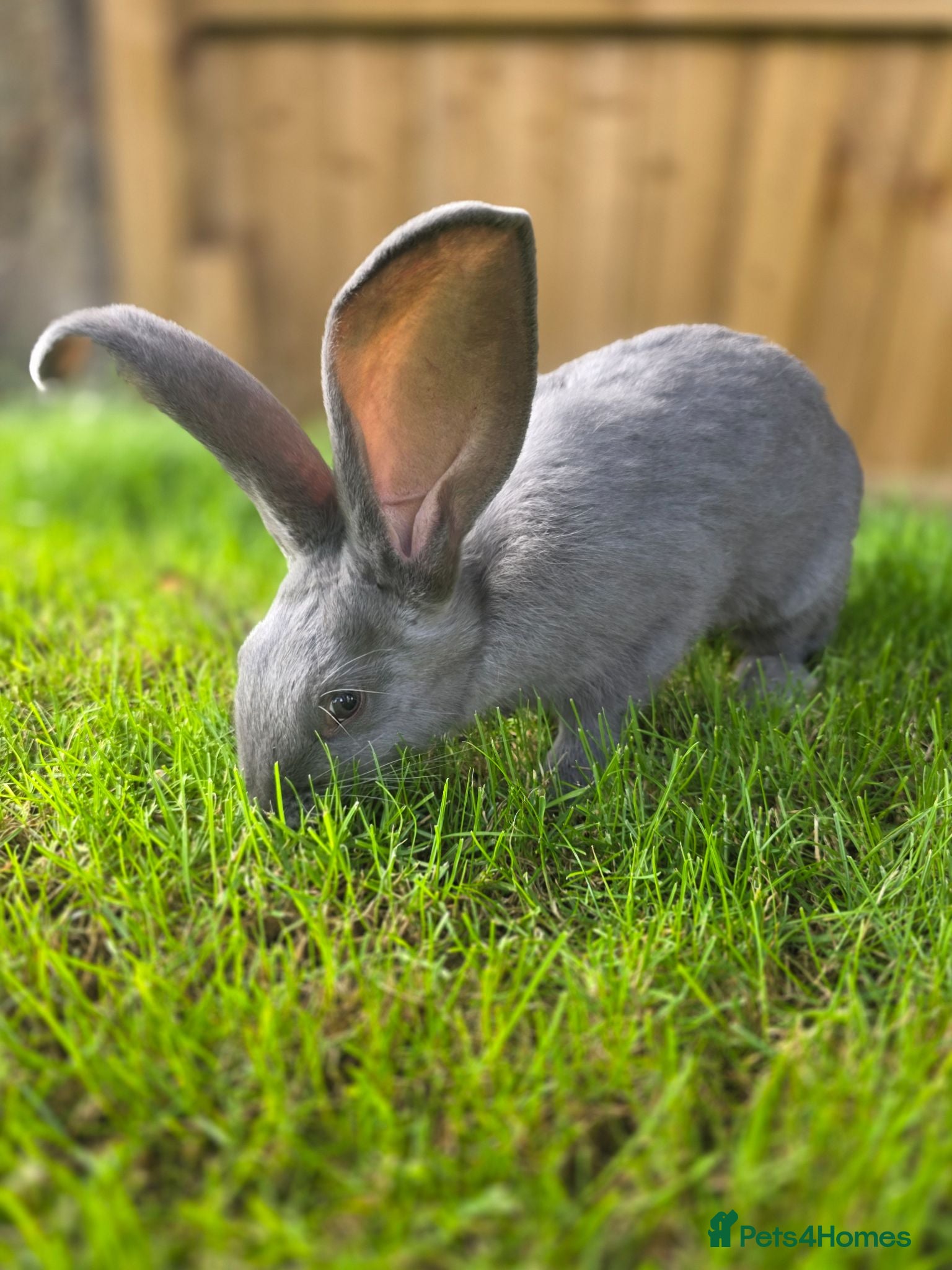New Zealand rabbits New Zeeland x Continental Giant Bucks  - Advert 7