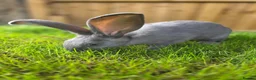 New Zealand rabbits for sale: New Zeeland x Continental Giant Bucks  - Advert 1