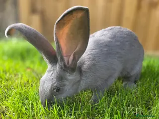 New Zealand rabbits New Zeeland x Continental Giant Bucks - Advert 2