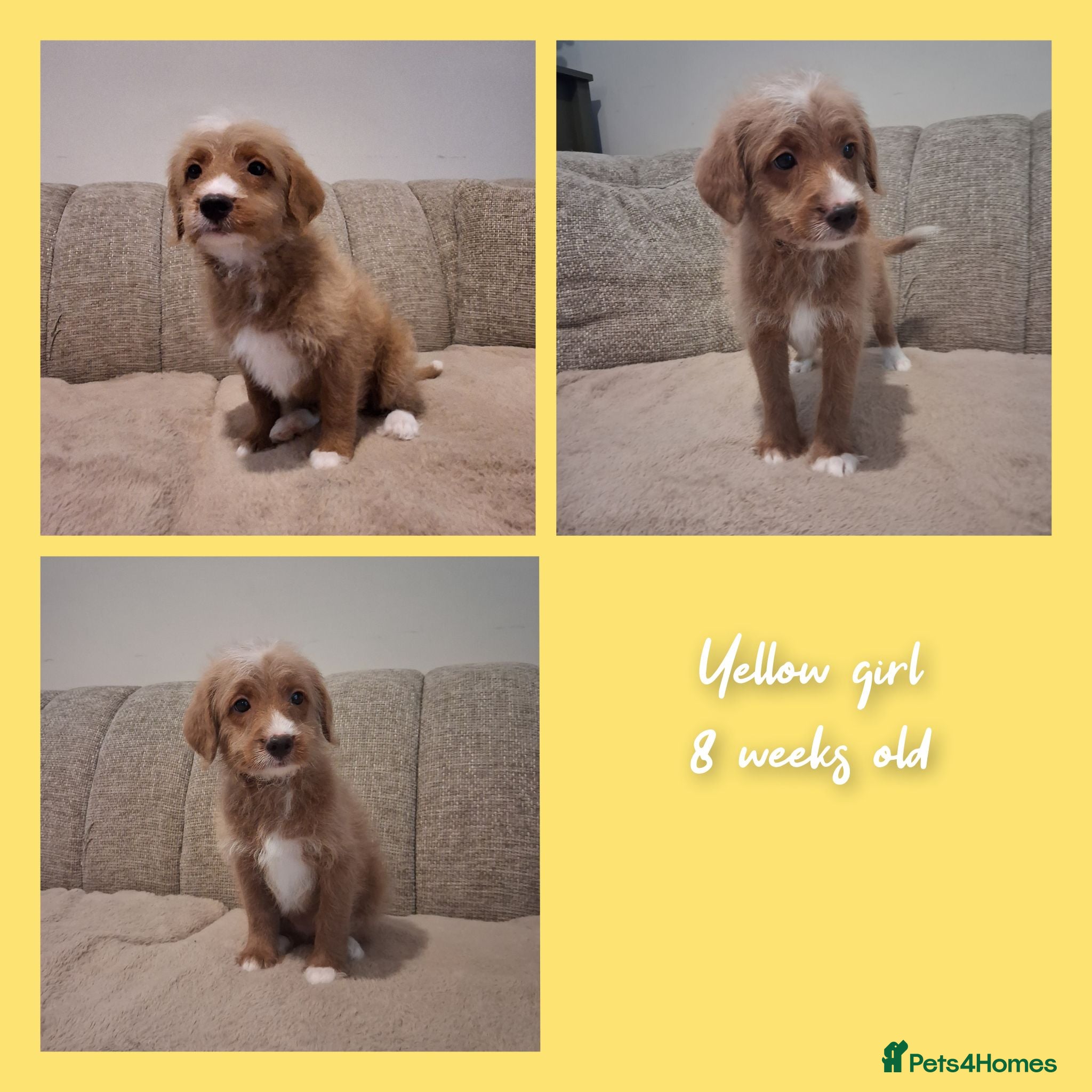 Australian Labradoodle dogs Ready to leave - Advert 2