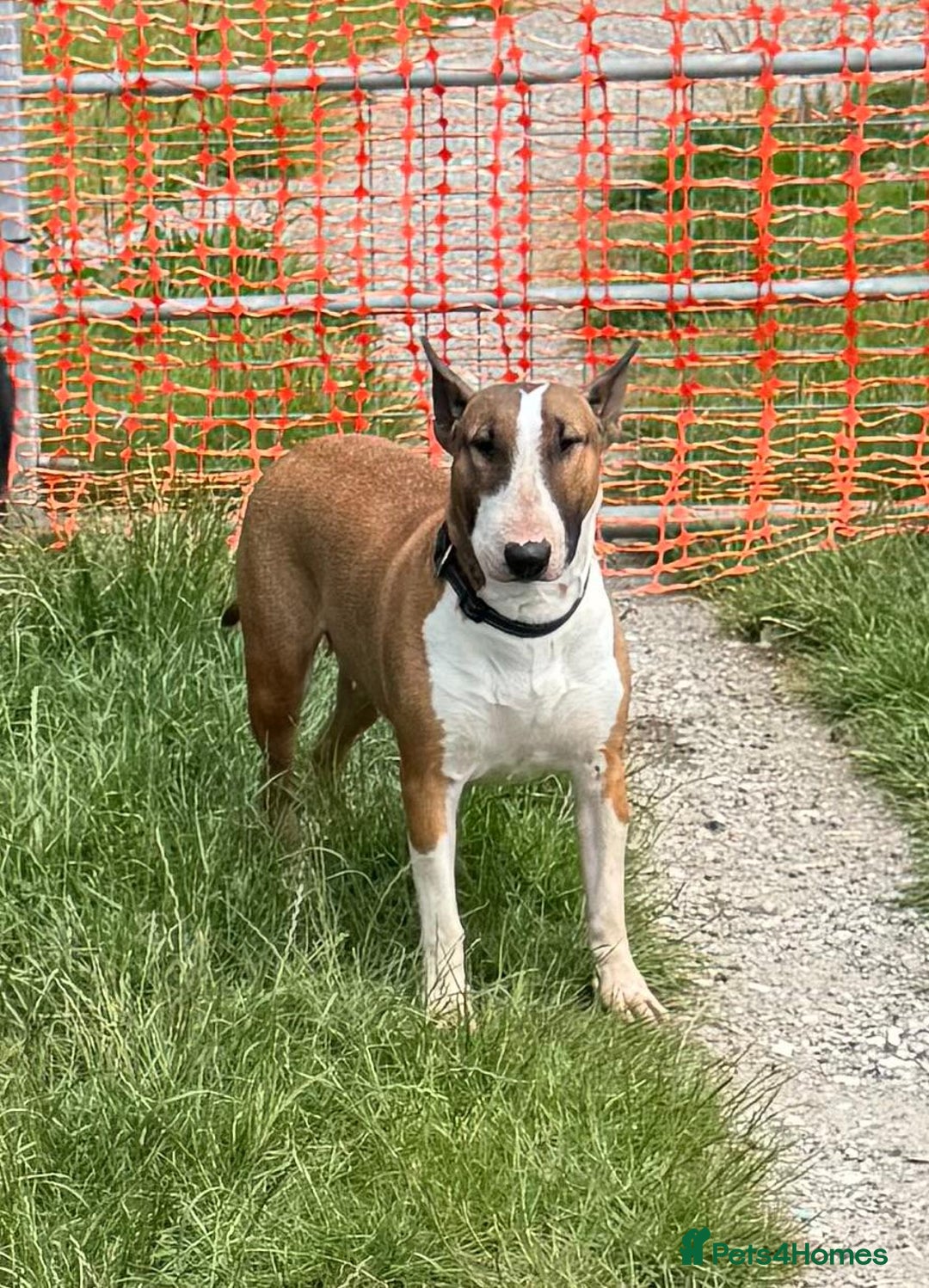 English Bull Terrier dogs for sale: English bull terrier  - Image 19