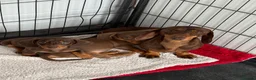 Miniature Dachshund dogs for sale: Miniature Dachshund puppies - Advert 11