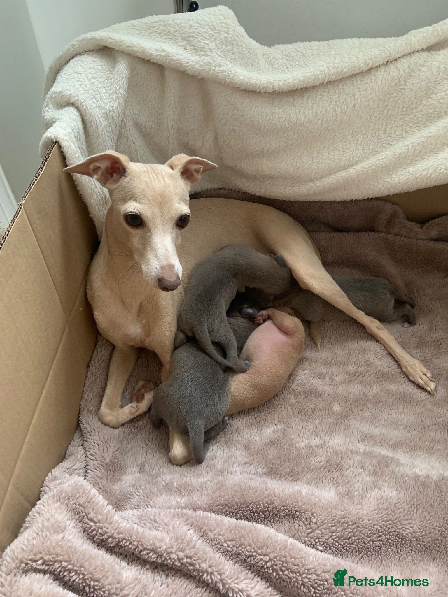 Italian Greyhound dogs KC Italian greyhound puppies European lineage - Advert 16