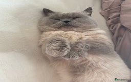 British Shorthair cats for sale: Gorgeous British Shorthair/Scottish Fold kittens - Advert 11