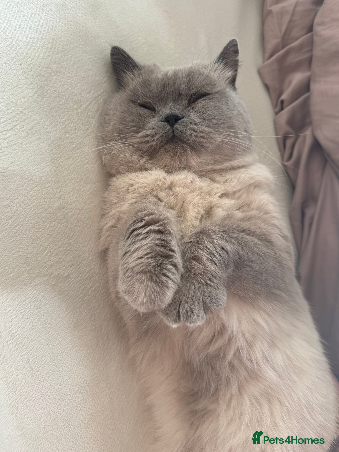 British Shorthair cats for sale: Gorgeous British Shorthair/Scottish Fold kittens - Advert 11