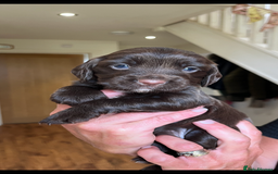 Cocker Spaniel dogs for sale: Gorgeous Cocker puppies  - Image 5