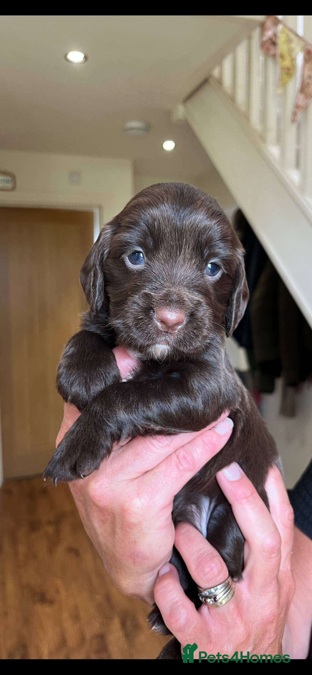 Cocker Spaniel dogs for sale: Gorgeous Cocker puppies  - Image 5