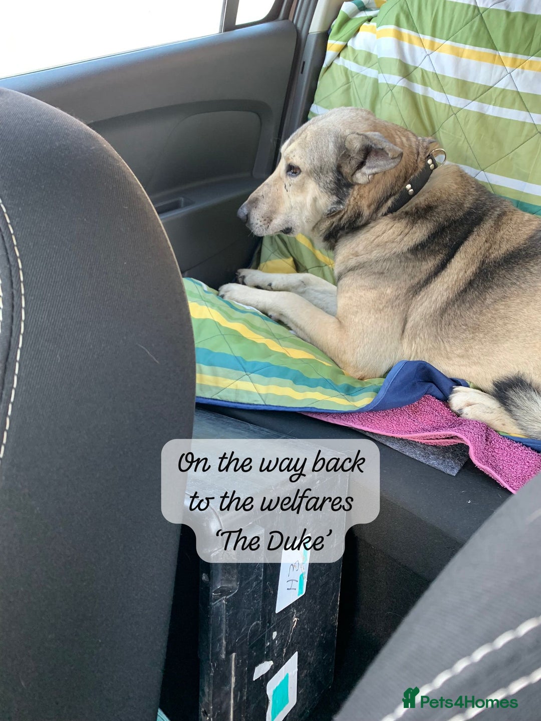 Mixed Breed dogs for adoption: The Duke, 8 yrs approx. Available for adoption. - Advert 19