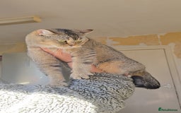 British Shorthair cats for sale: Beautiful Babies Available Ready To Leave - Image 17