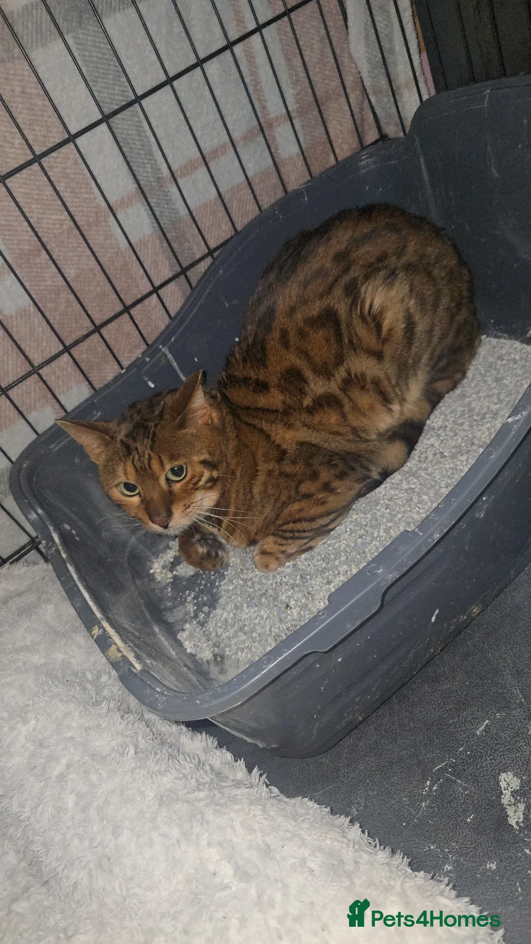 Bengal cats for stud: Reign – TICA Registered Experienced Bengal Stud - Advert 5