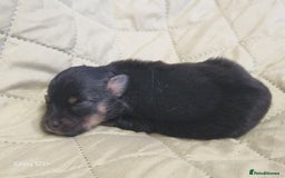 Mixed Breed dogs for sale: Pomeranian X Maltese maltipoms puppies rare  - Image 2