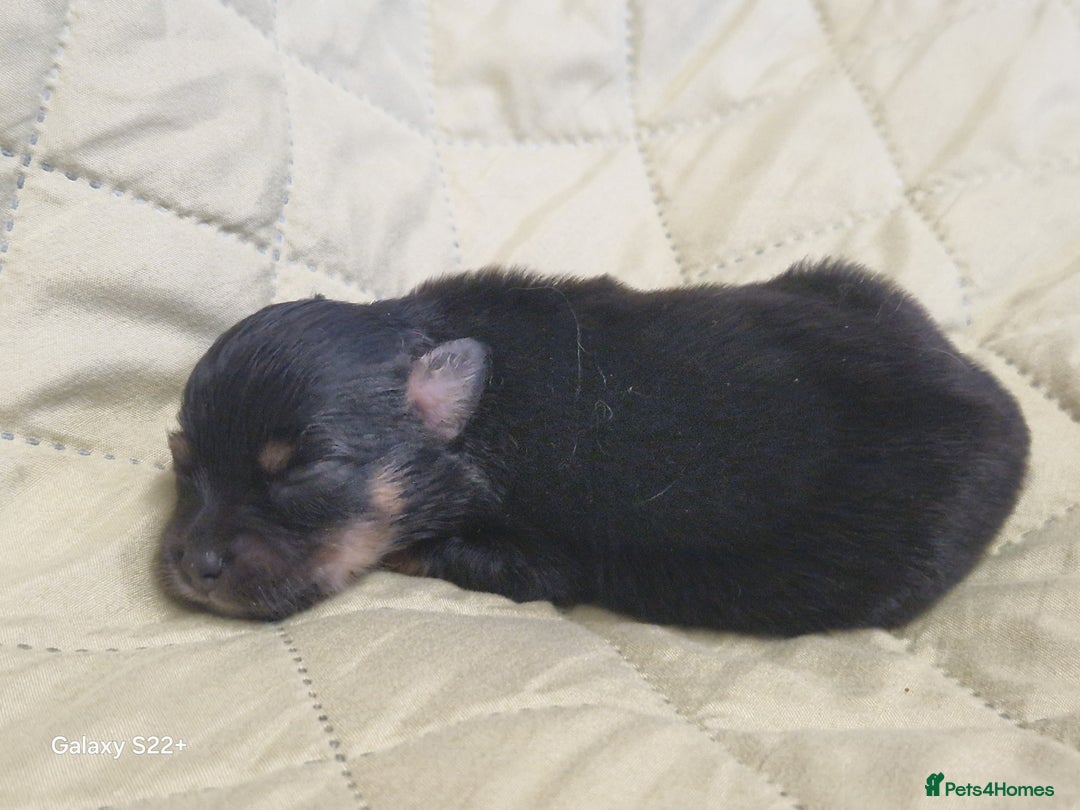 Mixed Breed dogs for sale: Pomeranian X Maltese maltipoms puppies rare  - Image 2