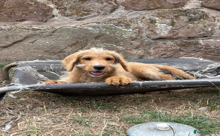 Labradoodle dogs - Advert 2