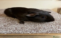 Guinea Pig rodents for sale: Self Chocolate Boars - Advert 5