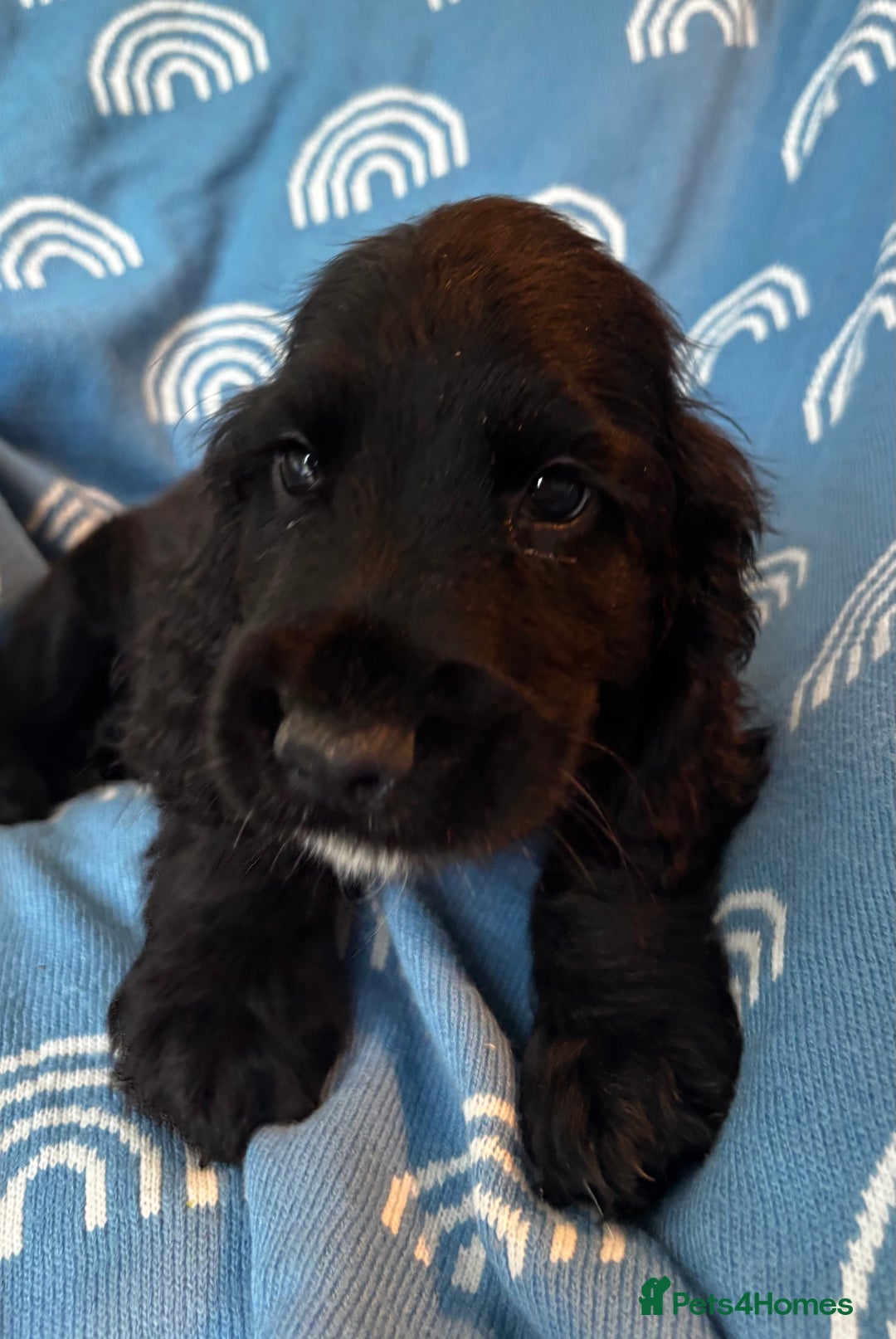Cocker Spaniel dogs for sale: Cute cocker spaniels  - Advert 12