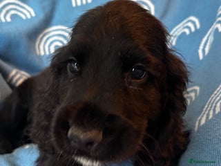 Cocker Spaniel dogs Cute cocker spaniels LAST 2 - Advert 4