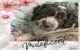 Cockapoo dogs for sale: 5*Licenced. DNA tested English cockerpoos. - Image 11