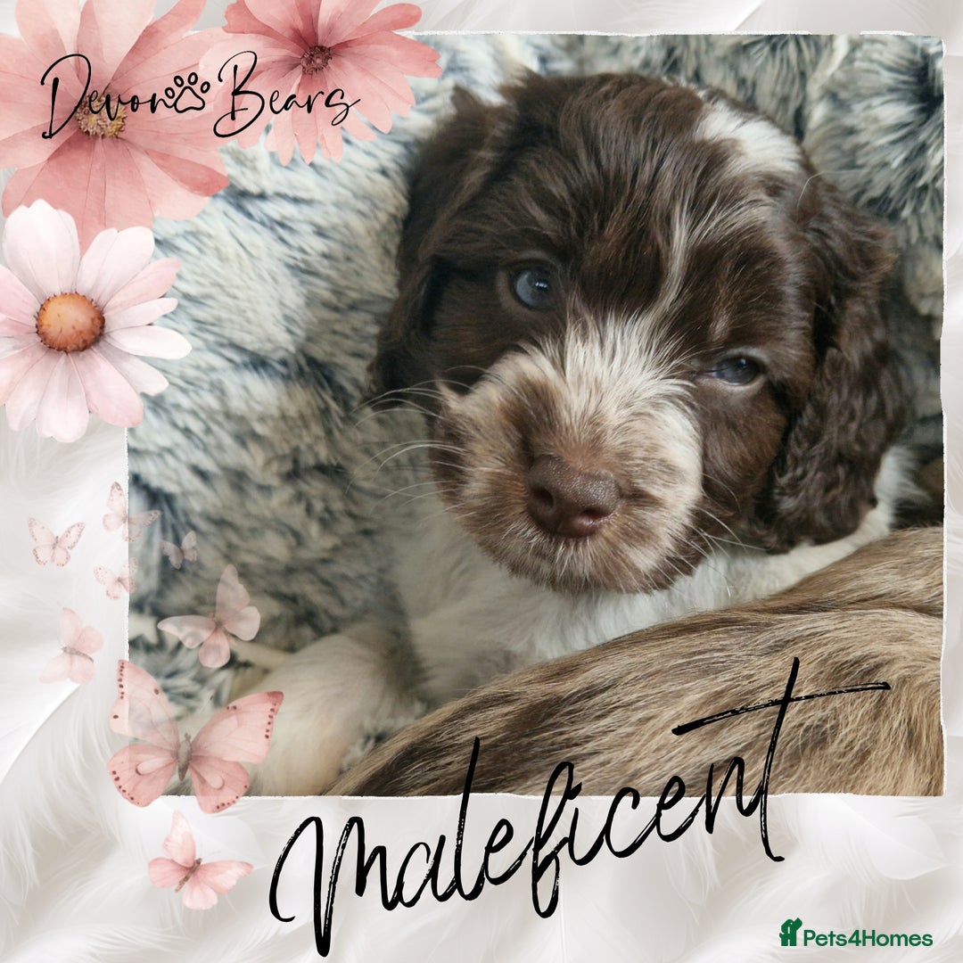 Cockapoo dogs for sale: 5*Licenced. DNA tested English cockerpoos. - Image 11