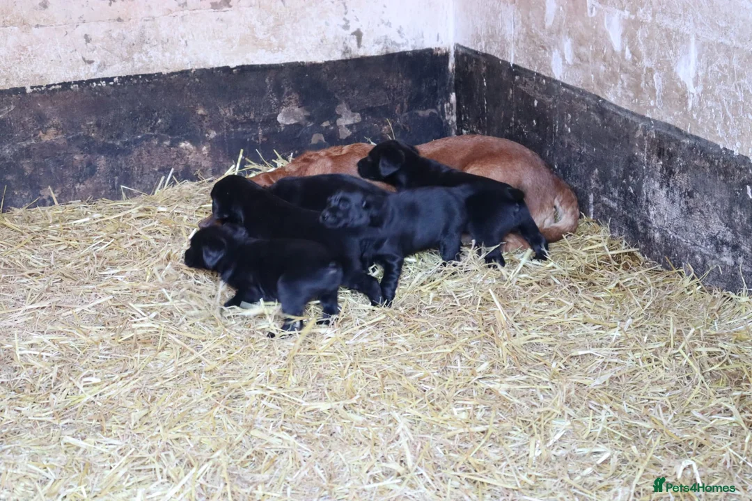 Labrador Retriever dogs for sale: Labrador - Advert 1