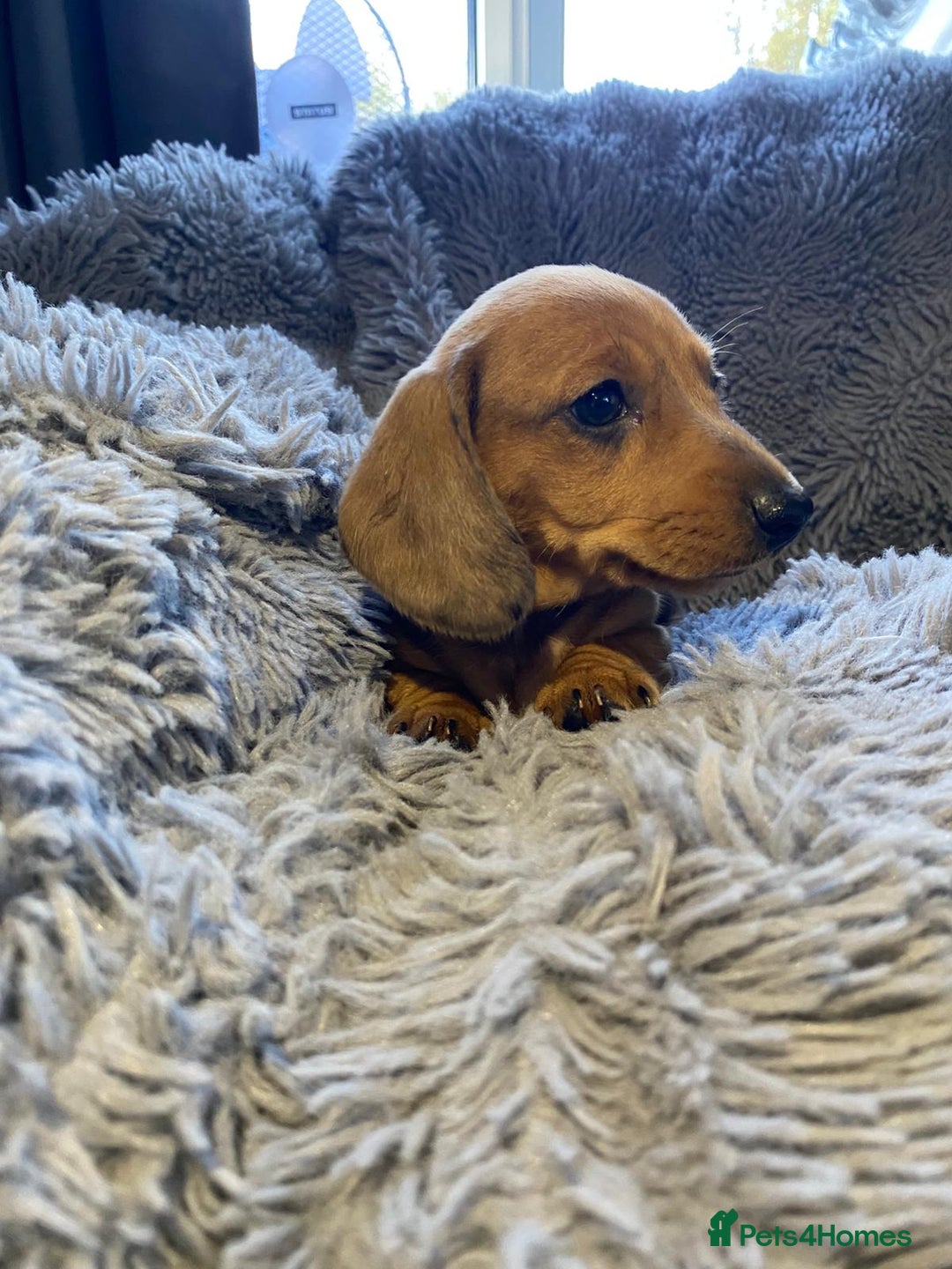 Miniature Dachshund dogs for sale: Stunning Miniature dachshund puppies  - Image 8