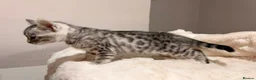 Bengal cats for sale: Tempest Bengal TICA registered kittens  - Advert 13
