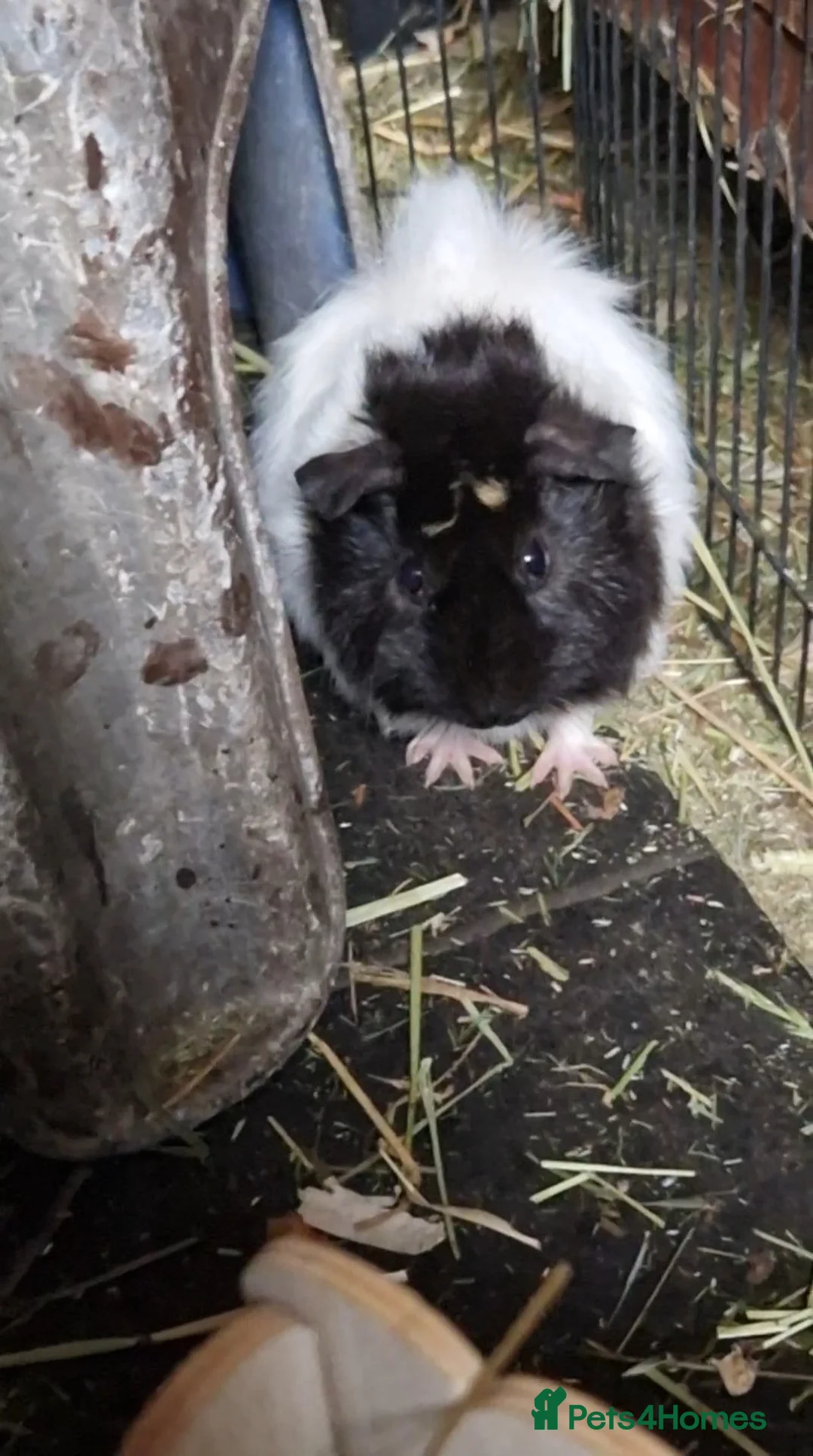Guinea Pig rodents for sale: Abbymixs female/wont be ready till 29th march 26 - Advert 7
