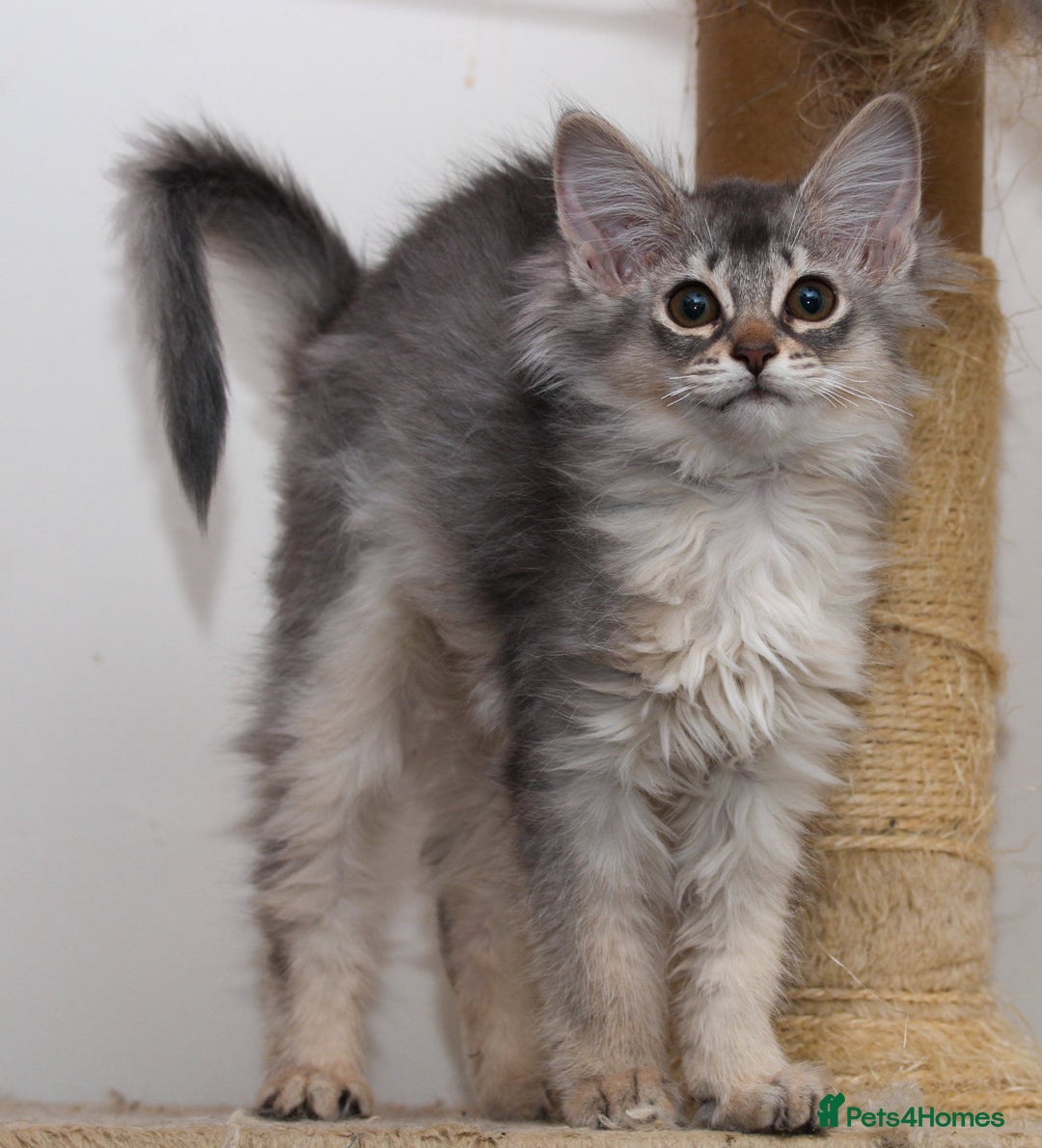 Somali cats for sale: Blue silver female Somali - Advert 5