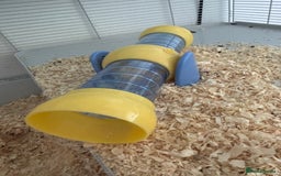 Hamster rodents for sale: Beautiful Syrian hamster - Image 13