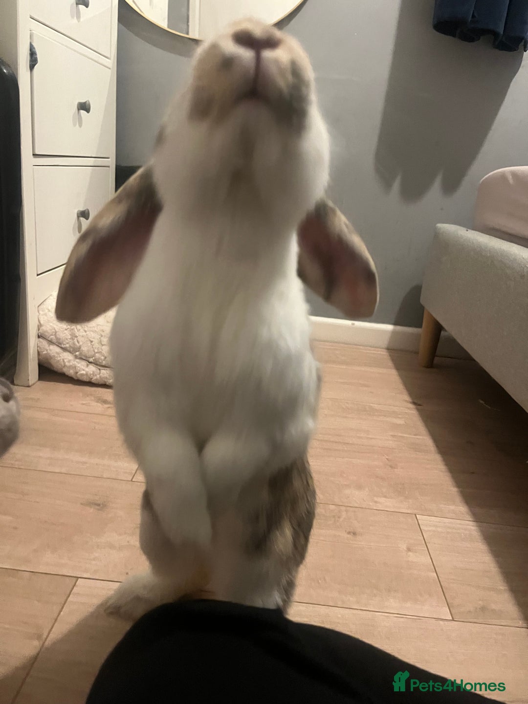 French Lop rabbits for sale: Rehoming my 11month old Male NEUTERED rabbit  - Image 5