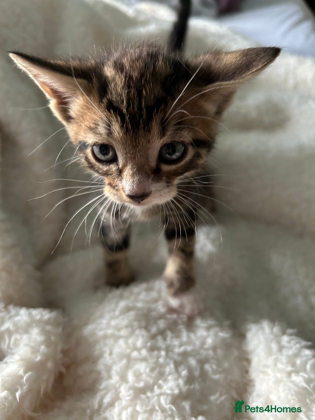 Domestic Shorthair cats for sale: Domestic beautiful kittens  - Image 22