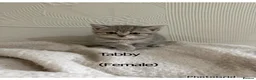 British Shorthair cats for sale: British short hair female kittens  - Advert 7
