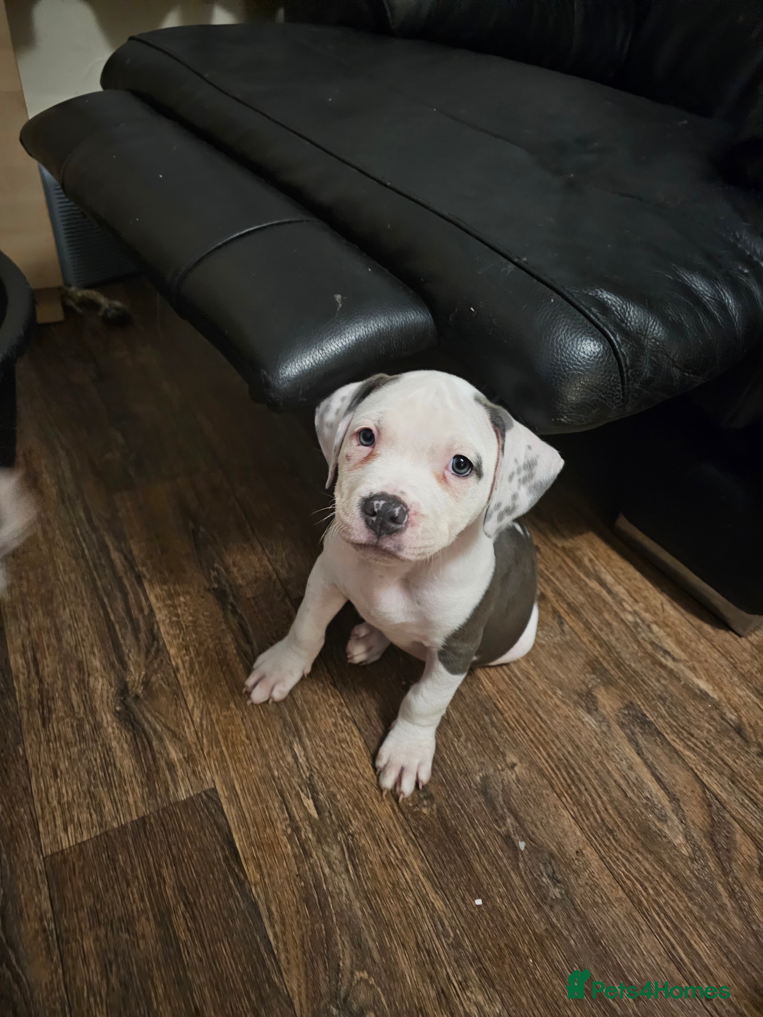 Mixed Breed dogs Staffordshire bull terrier cross puppies  - Advert 11