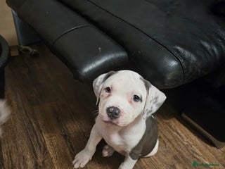 Mixed Breed dogs Staffordshire bull terrier cross puppies - Advert 11