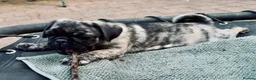 Pug dogs for sale: Adorable one of a kind. loving KCreg PUG puppies  - Advert 8