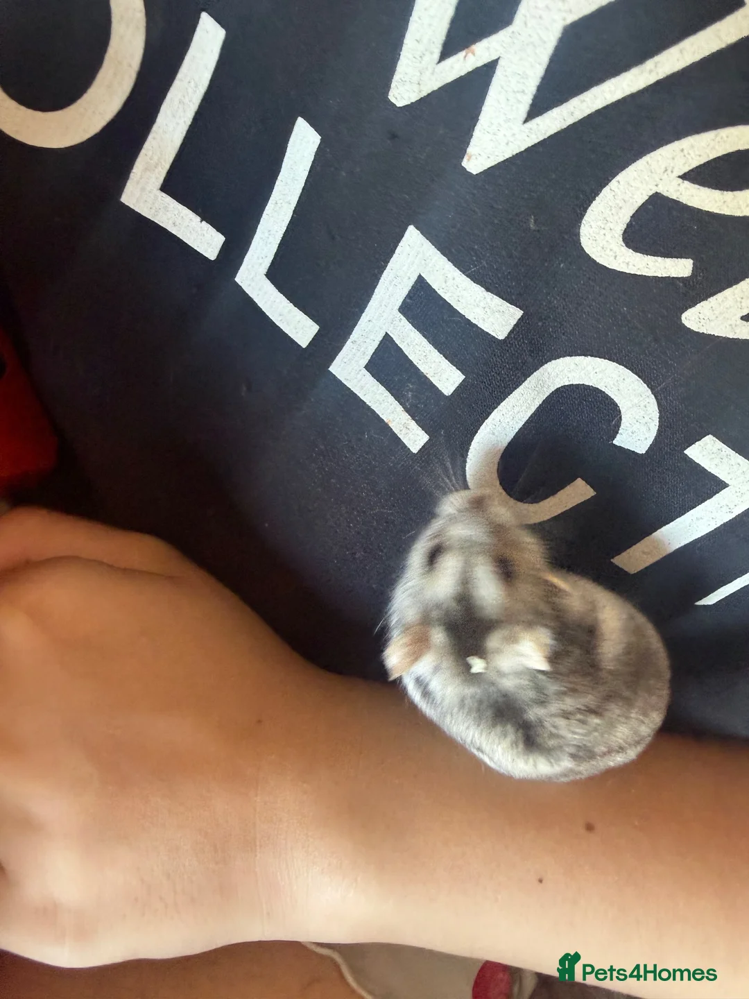Hamster rodents for sale: Dwarf Russian hamster  - Advert 2