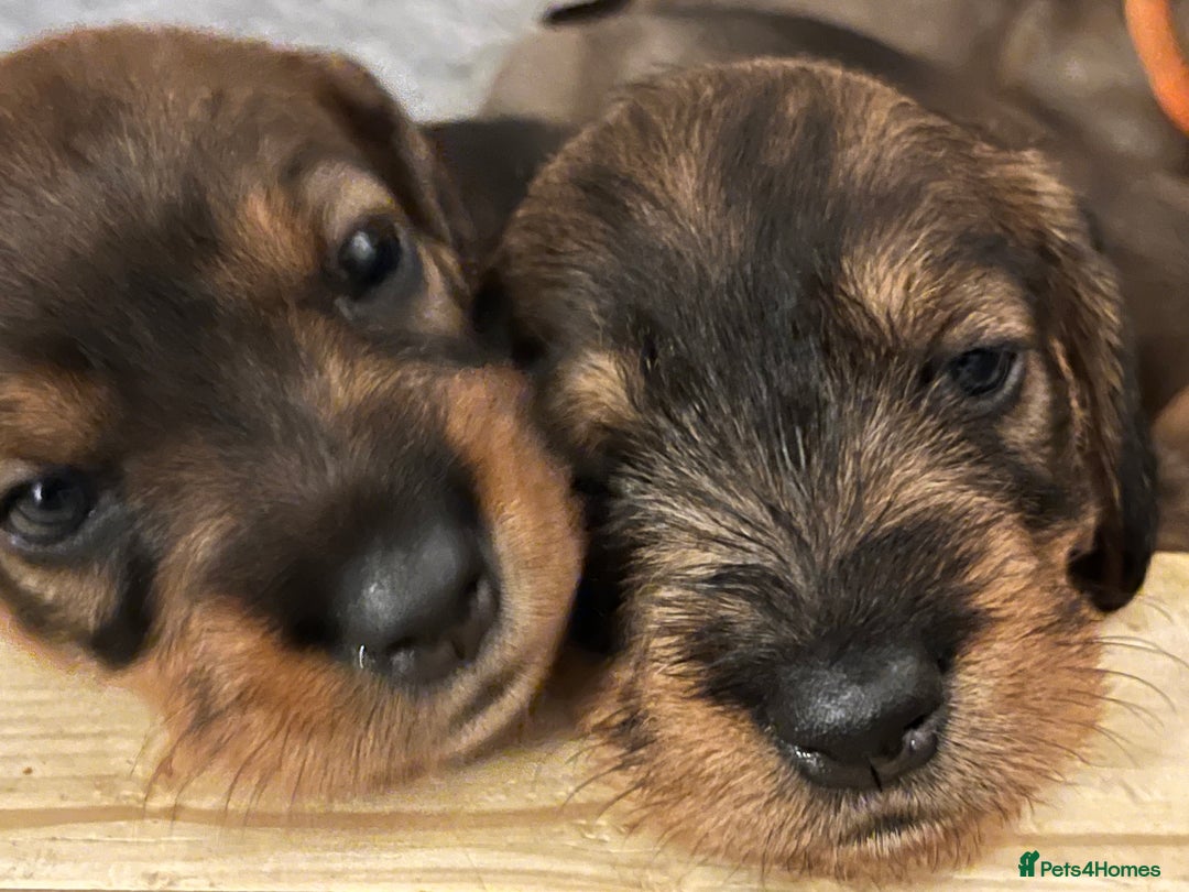 Dachshund dogs for sale: Standard Wire Haired Dachshund puppies - Advert 6